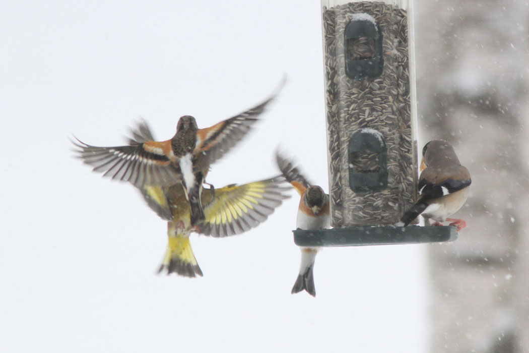 長野県の南牧村　木に吊ったエサ台には多くの鳥が集まります